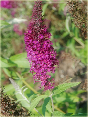 Budleja Dawida Purple Prince Buddleja davidii
