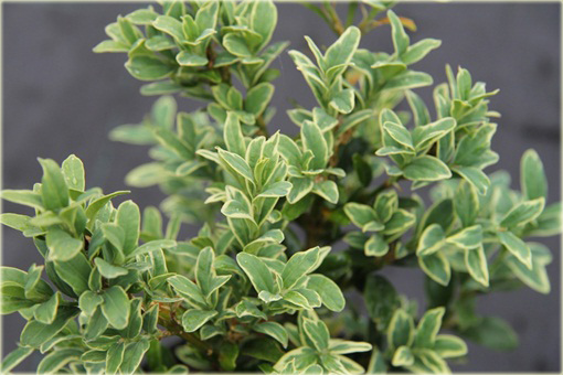 Bukszpan wieczniezielony Aureovariegata Buxus sempervirens