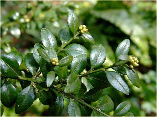 Bukszpan wieczniezielony Buxus sempervirens