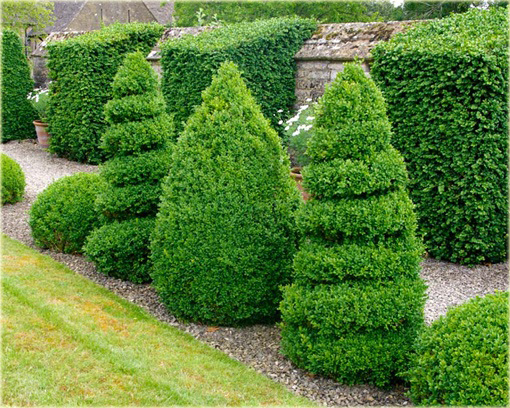 Bukszpan wieczniezielony Buxus sempervirens