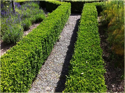Bukszpan wieczniezielony Buxus sempervirens