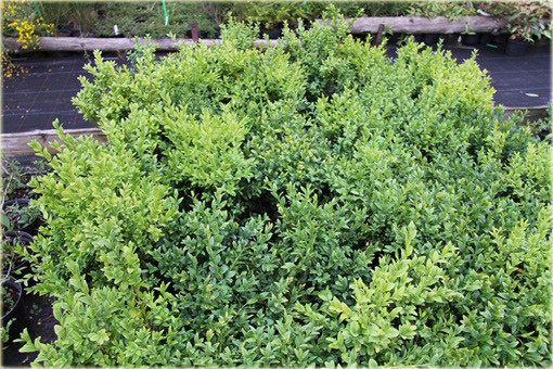 Bukszpan wieczniezielony Buxus sempervirens