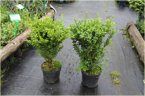 Bukszpan wieczniezielony Buxus sempervirens