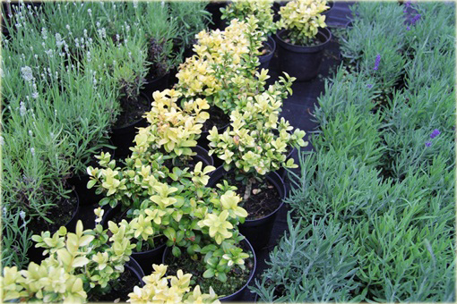 Bukszpan wieczniezielony Latifolia Maculata Buxus sempervirens