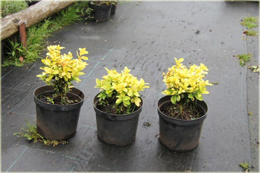 Bukszpan wieczniezielony Latifolia Maculata Buxus sempervirens