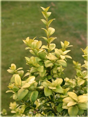 Bukszpan wieczniezielony Latifolia Maculata Buxus sempervirens