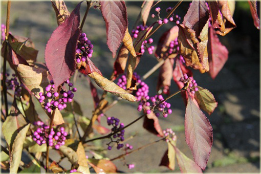 Calicarpa, Pięknotka Callicarpa bodinieri