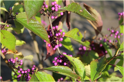 Calicarpa, Pięknotka Callicarpa bodinieri