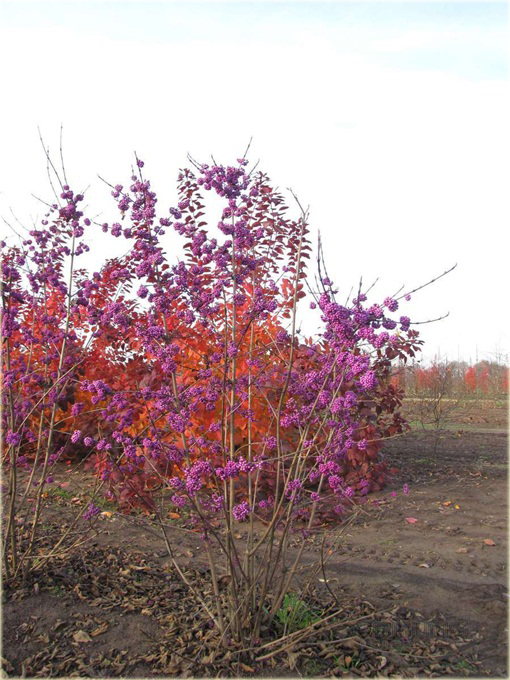 Calicarpa, Pięknotka Callicarpa bodinieri