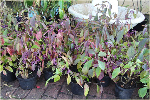 Calicarpa, Pięknotka Callicarpa bodinieri