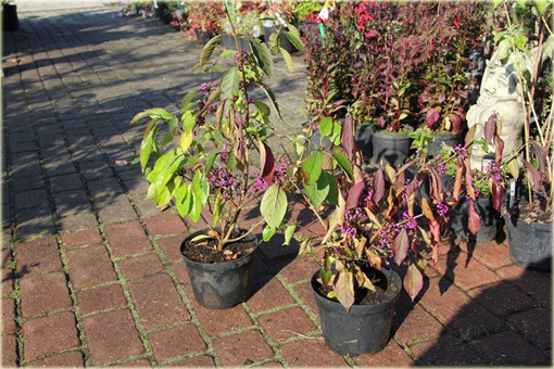 Calicarpa, Pięknotka Callicarpa bodinieri