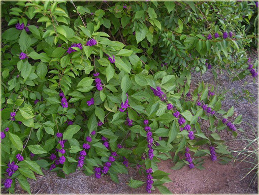 Calicarpa, Pięknotka Callicarpa bodinieri