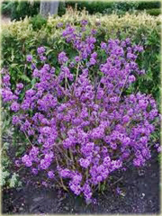Calicarpa, Pięknotka Callicarpa bodinieri