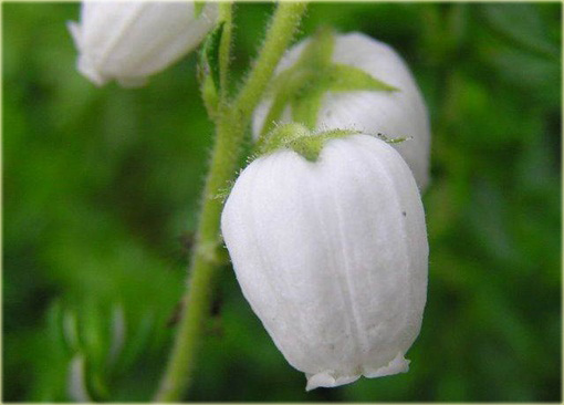 Dabecja kantabryjska biała Daboecia cantabrica