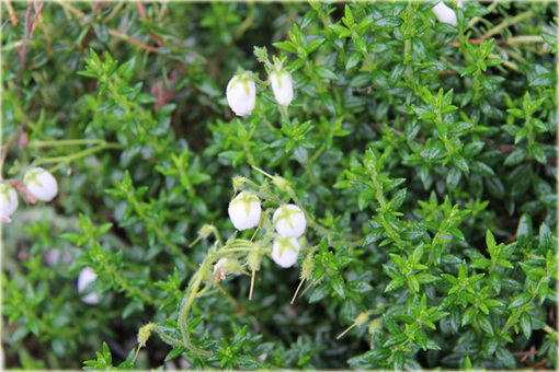 Dabecja kantabryjska biała Daboecia cantabrica