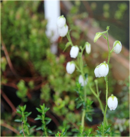 Dabecja kantabryjska biała Daboecia cantabrica
