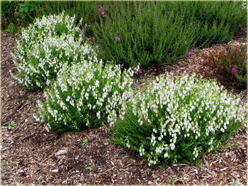 Dabecja kantabryjska biała Daboecia cantabrica