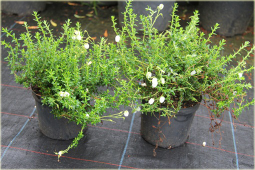 Dabecja kantabryjska biała Daboecia cantabrica