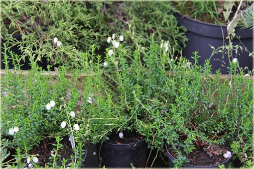 Dabecja kantabryjska biała Daboecia cantabrica