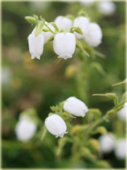 Dabecja kantabryjska biała Daboecia cantabrica