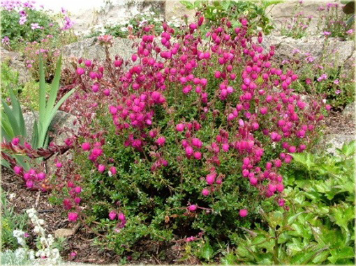 Dabecja kantabryjska różowa Praegerae Daboecia cantabrica