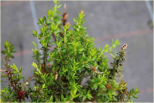 Dabecja kantabryjska różowa Praegerae Daboecia cantabrica