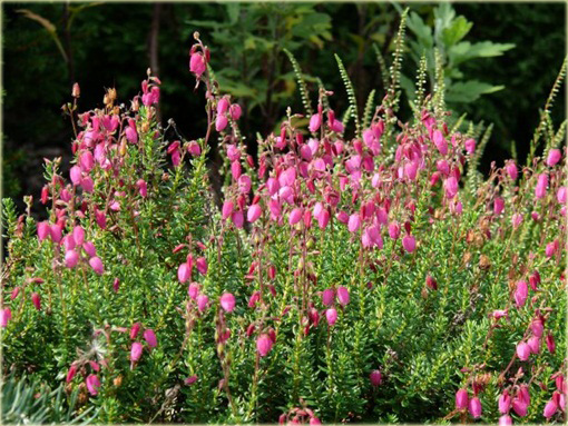 Dabecja kantabryjska różowa Praegerae Daboecia cantabrica