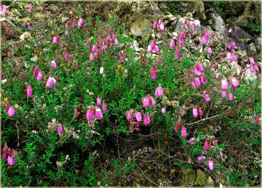 Dabecja kantabryjska różowa Praegerae Daboecia cantabrica