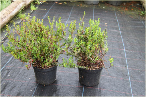 Dabecja kantabryjska różowa Praegerae Daboecia cantabrica