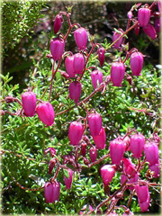 Dabecja kantabryjska różowa Praegerae Daboecia cantabrica