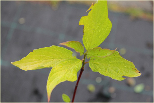 Dereń biały Aurea Cornus alba Aurea