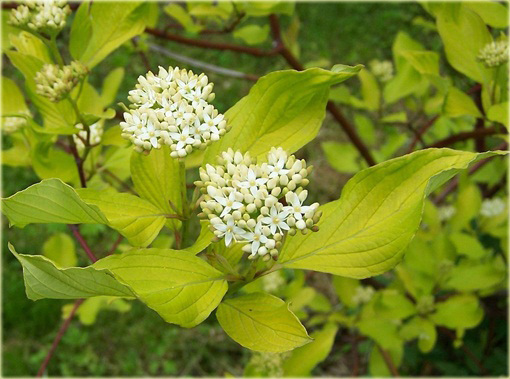 Dereń biały Aurea Cornus alba Aurea