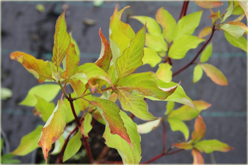 Dereń biały Aurea Cornus alba Aurea