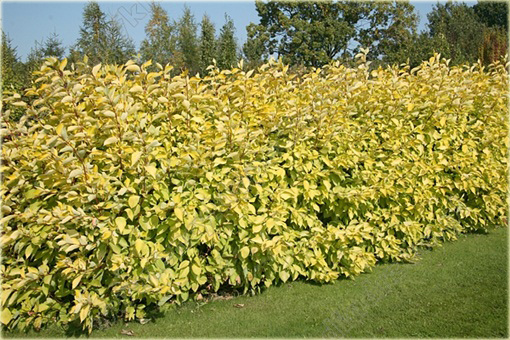 Dereń biały Aurea Cornus alba Aurea