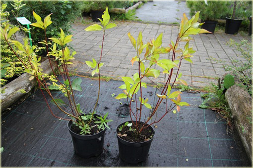 Dereń biały Aurea Cornus alba Aurea