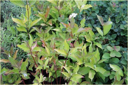 Dereń biały Aurea Cornus alba Aurea