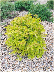 Dereń biały Aurea Cornus alba Aurea