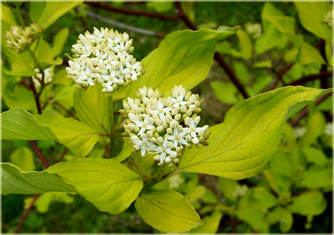 Dereń biały Cornus alba