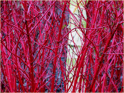 Dereń biały Cornus alba