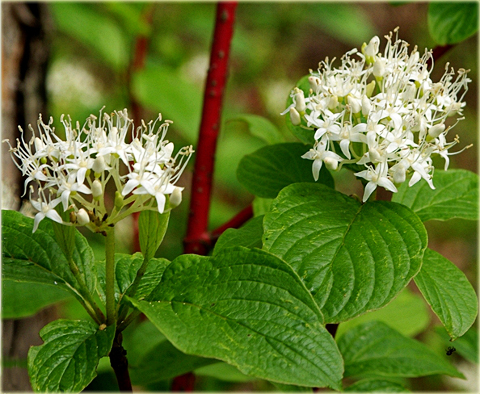 Dereń biały Cornus alba