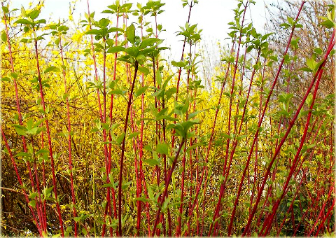 Dereń biały Cornus alba