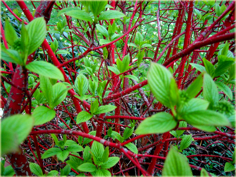 Dereń biały Cornus alba