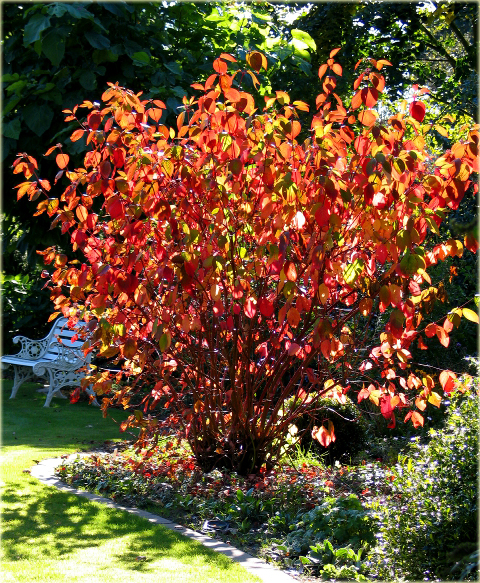 Dereń biały Cornus alba