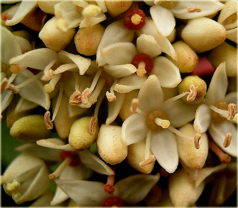 Dereń biały Cornus alba