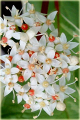 Dereń biały Cornus alba