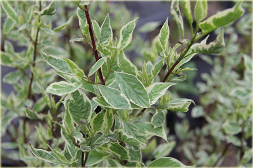 Dereń biały Elegantissima Cornus alba Elegantissima