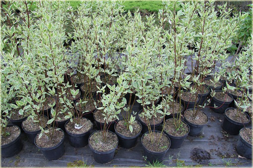 Dereń biały Elegantissima Cornus alba Elegantissima