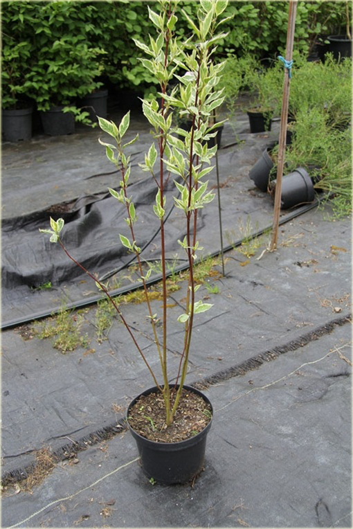 Dereń biały Elegantissima Cornus alba Elegantissima