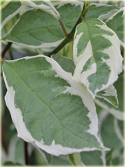 Dereń biały Elegantissima Cornus alba Elegantissima