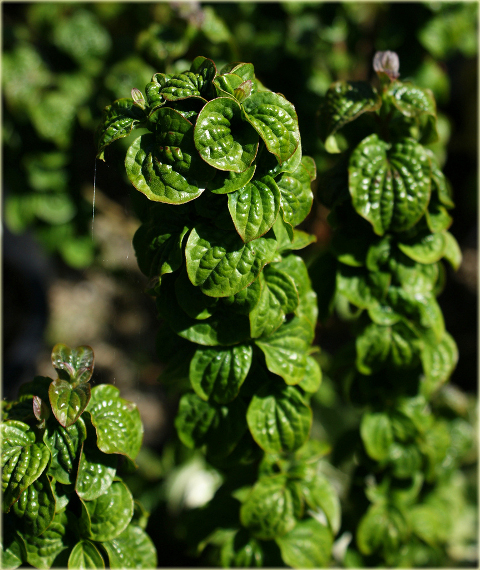 Dereń biały Hessei Cornus alba Hessei